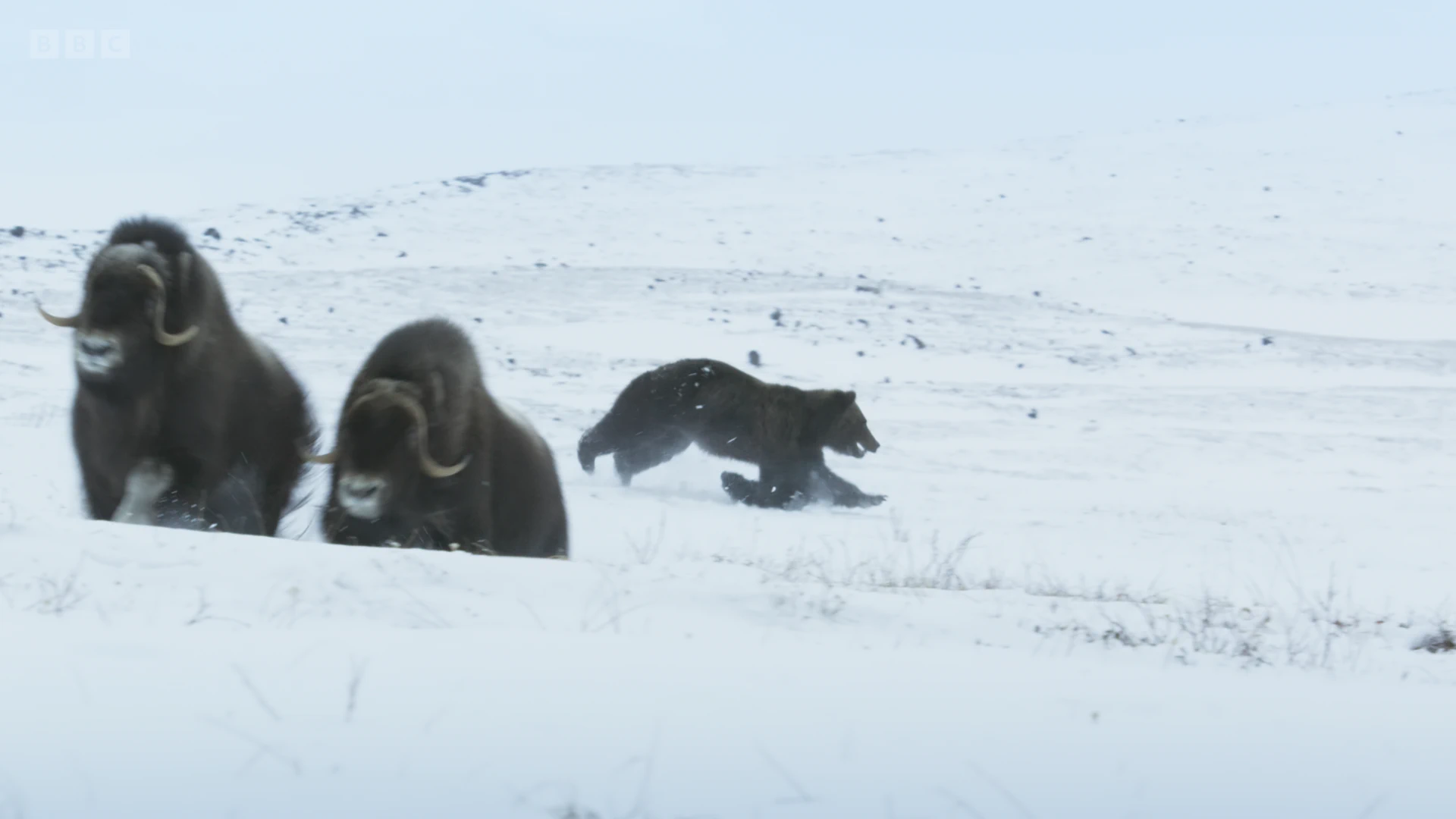 Grizzly bear (Ursus arctos horribilis) as shown in Frozen Planet II - Frozen Worlds